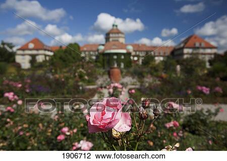 Stock Image - Close Up Of A Pink Rose With A Building And Gardens In The Background; Munich, Germany. Fotosearch