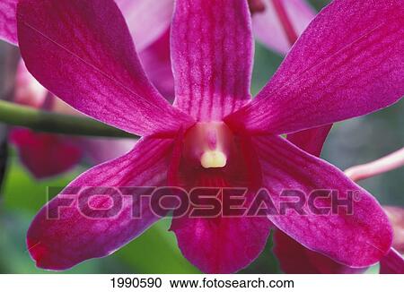 Stock Image - Close-Up Of A Purple Orchid In A Field Of Orchids, Yellow Center, Green Background. Fotosearch