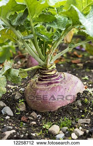 Stock Image - Close up of a purple turnip growing in the soil; County Galway, Ireland. Fotosearch