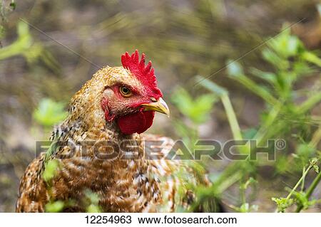 Stock Image - Close up of a red crowned chicken; Erickson, Manitoba, Canada. Fotosearch