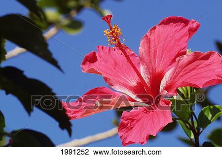 Stock Image - Close-Up Of A Red Hibiscus. Fotosearch
