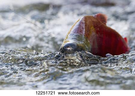 Close up of a red salmon (Oncorhynchus nerka) on the surface of the water; Paxson, Alaska, United States of America View Large Photo Image Stock Image - Close up of a red salmon (Oncorhynchus nerka) on the surface of the water; Paxson, Alaska, United States of America. Fotosearch