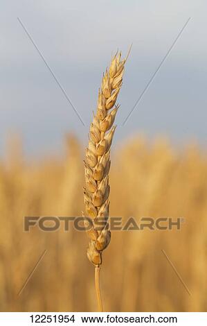 Close up of a ripe wheat head at sunrise with blue sky in the background, South of Strathmore; Alberta, Canada View Large Photo Image Picture - Close up of a ripe wheat head at sunrise with blue sky in the background, South of Strathmore; Alberta, Canada. Fotosearch