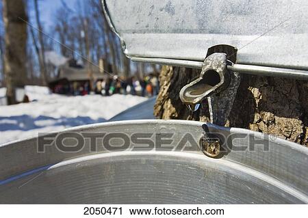 Close Up Of A Sap Bucket On A Maple Tree At A Sugar Cabin, Monteregie Region, Rigaud, Quebec View Large Photo Image Stock Image - Close Up Of A Sap Bucket On A Maple Tree At A Sugar Cabin, Monteregie Region, Rigaud, Quebec. Fotosearch
