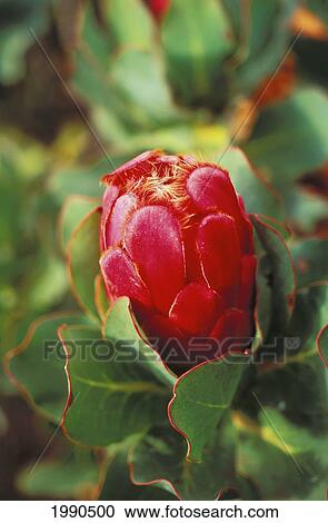Close-Up Of A Single Dark Pink Duchess Protea On Stem, Soft Focus View Large Photo Image Stock Image - Close-Up Of A Single Dark Pink Duchess Protea On Stem, Soft Focus. Fotosearch