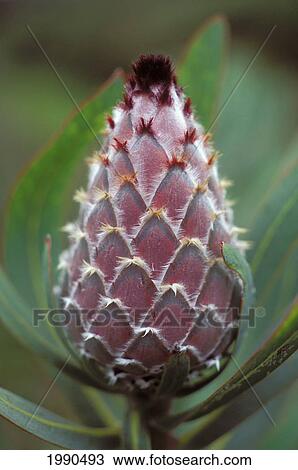 Stock Image - Close-Up Of A Single Ermine Tail Protea Blossom. Fotosearch