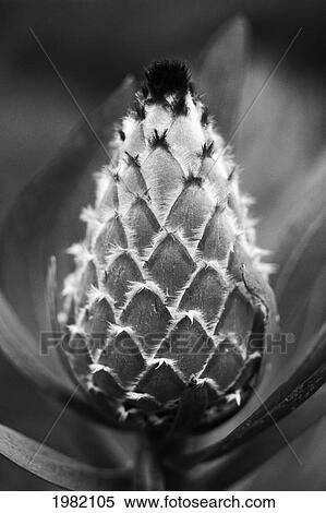 Stock Photography - Close up of a single Ermine Tail protea blossom; Hawaii, United States of America. Fotosearch