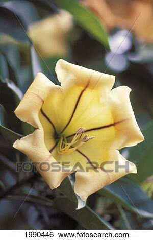 Stock Photograph - Close-Up Of A Single Pale Yellow Cup Of Gold Flower On Plant. Fotosearch