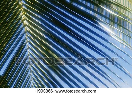 Stock Photograph - Close Up Of A Single Palm Tree Leaf, With Ray Of Sunlight On It. Fotosearch