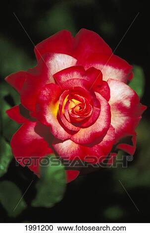Stock Image - Close-Up Of A Single Perfect Red Rose, Opened, Dark Background. Fotosearch