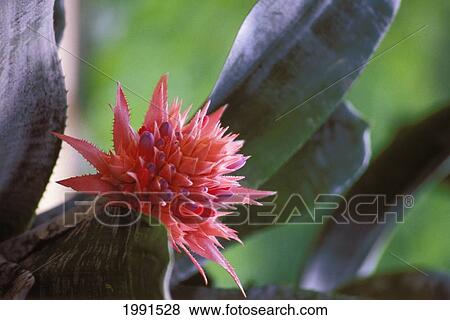 Stock Photo - Close-Up Of A Single Pink Flowering Bromeliad On Plant. Fotosearch