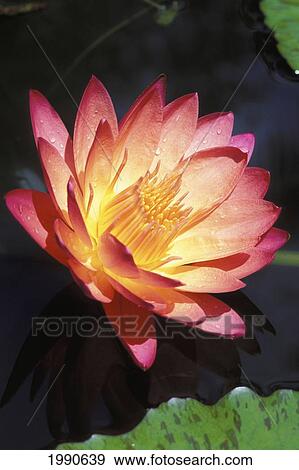 Close-Up Of A Single Pink Water Lily View Large Photo Image Stock Photo - Close-Up Of A Single Pink Water Lily. Fotosearch