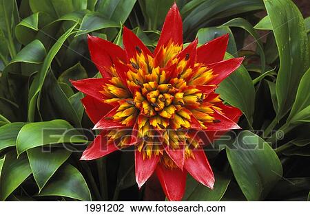Close-Up Of A Single Red Bromeliad Blooming With Yellow Center, Green Leaves View Large Photo Image Stock Image - Close-Up Of A Single Red Bromeliad Blooming With Yellow Center, Green Leaves. Fotosearch
