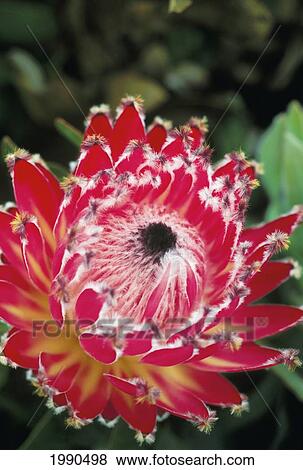 Close-Up Of A Single Red Queen Protea On Plant View Large Photo Image Stock Photo - Close-Up Of A Single Red Queen Protea On Plant. Fotosearch