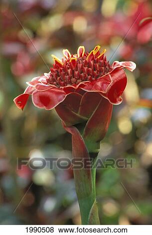 Stock Photo - Close-Up Of A Single Red Torch Ginger Flower Still On Stem, Blurry Background. Fotosearch