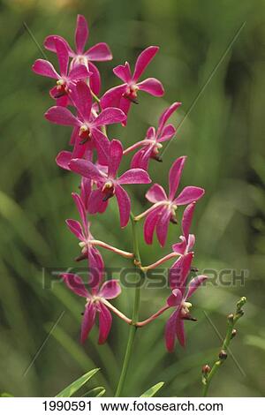 Stock Image - Close-Up Of A Single Vine Of Pink Orchids Growing In Field, Blurry Background. Fotosearch