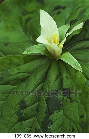 Stock Photography - Close-Up Of A Single White Sesile Trillium Flower Surrounded By Green Leaves. Fotosearch