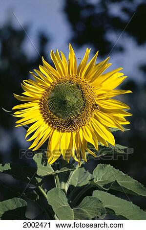 Close-Up Of A Single Yellow Sunflower On Plant, Green Leaves View Large Photo Image Stock Image - Close-Up Of A Single Yellow Sunflower On Plant, Green Leaves. Fotosearch