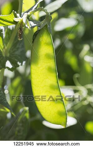 Stock Photography - Close up of a snap pea pod on the plant; Calgary, Alberta, Canada. Fotosearch