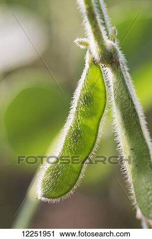 Stock Image - Close up of a soy bean pod on the plant; Port Colborne, Ontario, Canada. Fotosearch