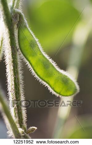 Close up of a soy bean pod on the plant; Port Colborne, Ontario, Canada View Large Photo Image Stock Image - Close up of a soy bean pod on the plant; Port Colborne, Ontario, Canada. Fotosearch