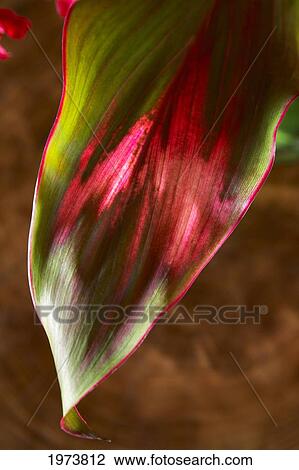 Close-Up Of A Ti Plant, Red And Green. View Large Photo Image Stock Image - Close-Up Of A Ti Plant, Red And Green.. Fotosearch