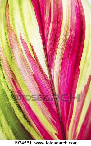 Stock Image - Close-Up Of A Ti Plant, Red And Green.. Fotosearch