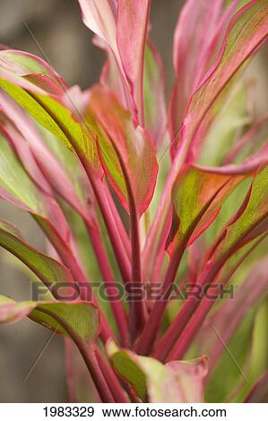 Stock Photo - Close-Up Of A Ti Plant, Red And Green.. Fotosearch