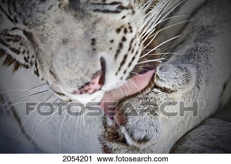 Stock Image - Close Up Of A White Bengal Tiger Licking His Paw, Forestry Farm, Saskatoon, Saskatchewan. Fotosearch