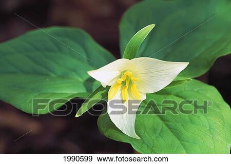 Close-Up Of A White Trillium Or Wake Robin Wildflower, Three Large Green Leaves View Large Photo Image Stock Photo - Close-Up Of A White Trillium Or Wake Robin Wildflower, Three Large Green Leaves. Fotosearch