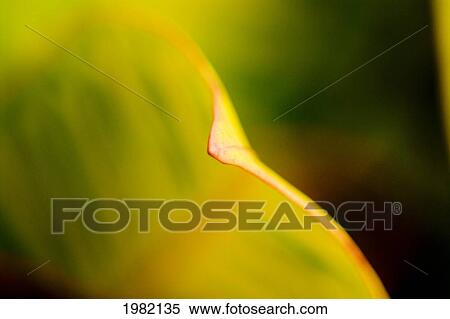 Close up of a yellow flower petal View Large Photo Image Stock Photography - Close up of a yellow flower petal. Fotosearch