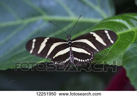 Close up of a Zebra Longwing butterfly (Heliconius charithonia) on a leaf; Niagara Falls, Ontario, Canada View Large Photo Image Stock Image - Close up of a Zebra Longwing butterfly (Heliconius charithonia) on a leaf; Niagara Falls, Ontario, Canada. Fotosearch