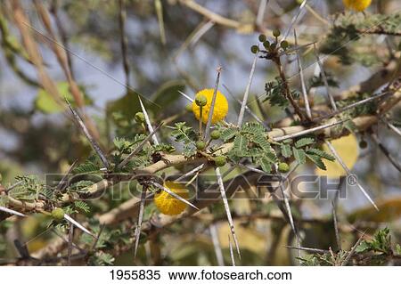 Stock Photography - Close-Up Of Acacia In Djenne-Djeno, Mali. Fotosearch