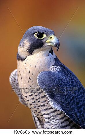 Stock Photography - Close up of adult male Peregrine Falcon. Fotosearch
