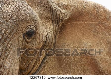 Close up of African elephant and it's skin; Nairobi, Kenya View Large Photo Image Stock Image - Close up of African elephant and it's skin; Nairobi, Kenya. Fotosearch
