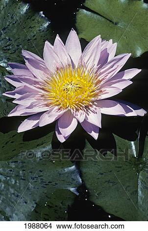 Picture - Close-Up Of African Water Lily On Green Lily Pads, Pink Petals And Yellow Center. Fotosearch
