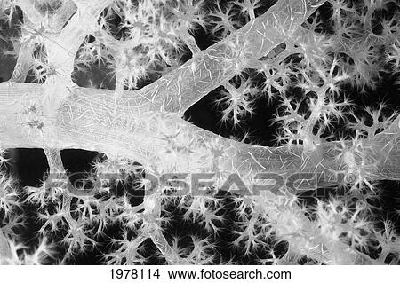 Picture - Close-Up Of Alcyonarian Coral With Bundles Of Sclerites (Black And White Photograph).. Fotosearch