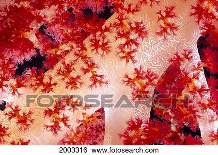 Close-Up Of Alcyonarian Coral With Supporting Bundles Of Sclerites, Pink Red And White, (Dendronephthya Sp) View Large Photo Image Stock Photograph - Close-Up Of Alcyonarian Coral With Supporting Bundles Of Sclerites, Pink Red And White, (Dendronephthya Sp). Fotosearch
