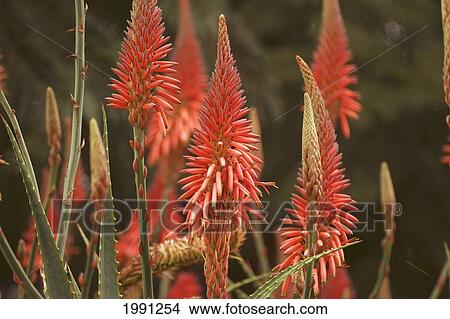 Picture - Close-Up Of Aloe Plant. Fotosearch