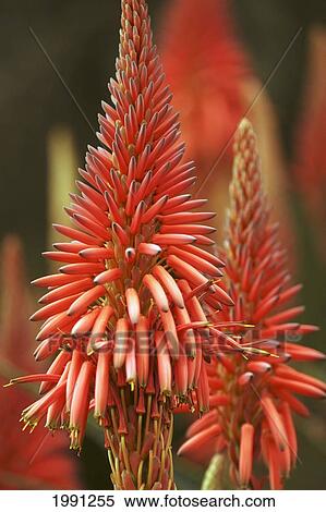 Close-Up Of Aloe Plant View Large Photo Image Stock Photography - Close-Up Of Aloe Plant. Fotosearch