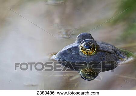 Close-up of American bullfrog partially submerged in water; Les Cedres, Quebec, Canada View Large Photo Image Stock Photograph - Close-up of American bullfrog partially submerged in water; Les Cedres, Quebec, Canada. Fotosearch