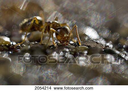 Picture - Close Up Of An Ant, Saskatoon, Saskatchewan. Fotosearch