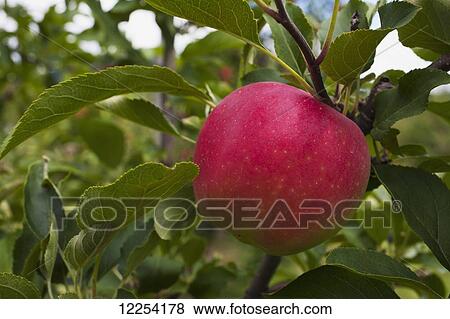 Close up of an apple growing on a tree; Rougemont, Quebec, Canada View Large Photo Image Stock Photo - Close up of an apple growing on a tree; Rougemont, Quebec, Canada. Fotosearch