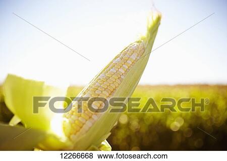 Close up of an open ear of corn; Quebec, Canada View Large Photo Image Stock Photo - Close up of an open ear of corn; Quebec, Canada. Fotosearch