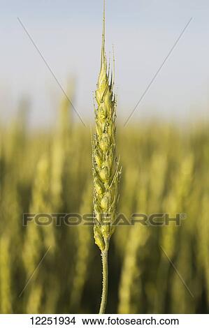 Close up of an unripe (green) wheat head with water droplets and blue sky; Alberta, Canada View Large Photo Image Picture - Close up of an unripe (green) wheat head with water droplets and blue sky; Alberta, Canada. Fotosearch