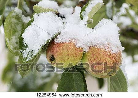 Close up of apples on the tree covered with snow; Calgary, Alberta, Canada View Large Photo Image Picture - Close up of apples on the tree covered with snow; Calgary, Alberta, Canada. Fotosearch