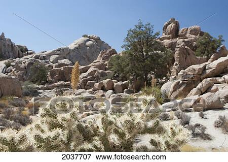 Close Up Of Backlit Cactus In The Desert With Rounded Rock Formations And Blue Sky; Palm Springs California United States Of America View Large Photo Image Stock Photo - Close Up Of Backlit Cactus In The Desert With Rounded Rock Formations And Blue Sky; Palm Springs California United States Of America. Fotosearch