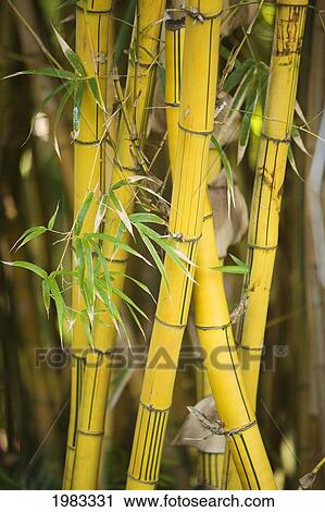 Close-Up Of Bamboo Stalks And Leaves. View Large Photo Image Stock Image - Close-Up Of Bamboo Stalks And Leaves.. Fotosearch