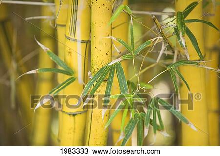 Close-Up Of Bamboo Stalks And Leaves. View Large Photo Image Stock Image - Close-Up Of Bamboo Stalks And Leaves.. Fotosearch