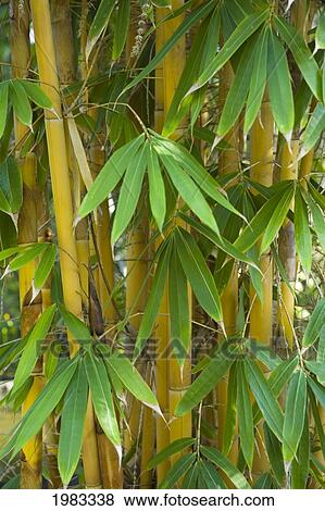 Close-Up Of Bamboo Stalks And Leaves. View Large Photo Image Stock Photo - Close-Up Of Bamboo Stalks And Leaves.. Fotosearch